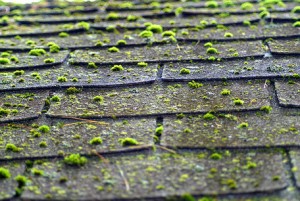 roof cleaning